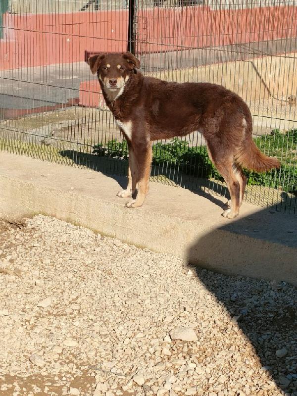 Carlotta - Nato a Febbraio 2022 - Razza: Meticcio simil Pastore - Taglia: Medio-Grande - Peso: 25 -27 kg - Carattere: Dolce Foto 3